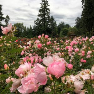 Rose Test Garden, Portland